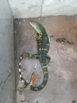 Monitor Lizard - Trained for Farmers - 3