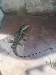 Monitor Lizard - Trained for Farmers - 4