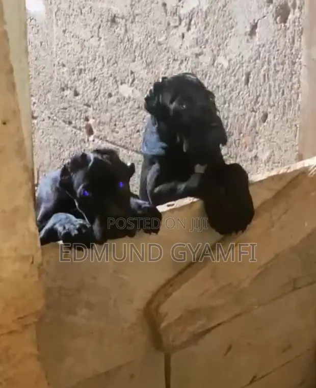 Female Purebred Cane Corso Puppy (1-3 Months) - 1
