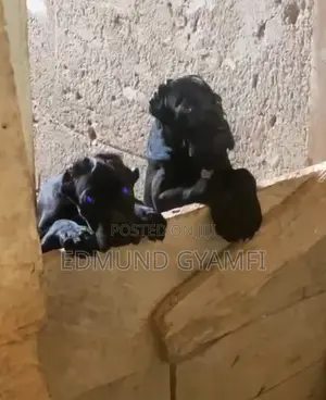 Female Purebred Cane Corso Puppy (1-3 Months)