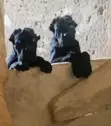 Female Purebred Cane Corso Puppy (1-3 Months) - 2