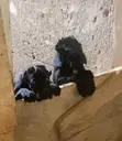 Female Purebred Cane Corso Puppy (1-3 Months) - 3