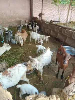 Healthy Male and Female Goats for Sale