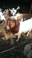 Boer Goats - 1