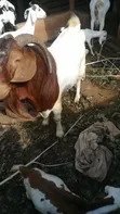Boer Goats - 2
