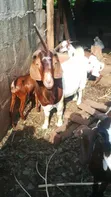 Boer Goats - 3