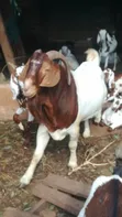 Boer Goats - 4