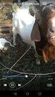 Boer Goats - 5