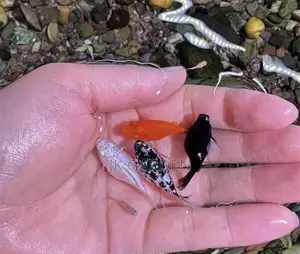 Moonlight Fish - Various Colors