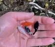 Moonlight Fish - Various Colors - 1