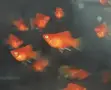 Moonlight Fish - Various Colors - 2
