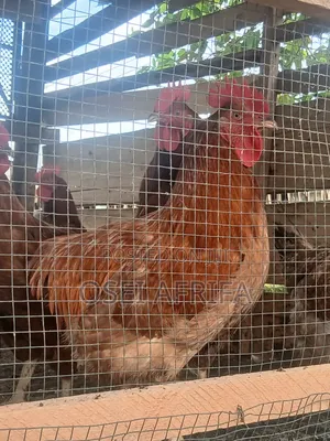 Adepa Cocks and Saso for Sale