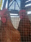 Adepa Cocks and Saso for Sale - 4