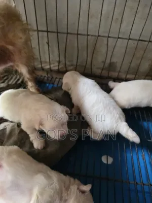 Purebred Maltese Puppy - 1-3 Months Old