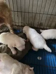 Purebred Maltese Puppy - 1-3 Months Old - 1