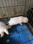 Purebred Maltese Puppy - 1-3 Months Old - 2