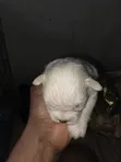 Purebred Maltese Puppy - 1-3 Months Old - 3