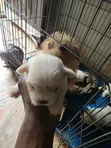 Purebred Maltese Puppy - 1-3 Months Old - 4