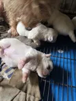 Purebred Maltese Puppy - 1-3 Months Old - 5