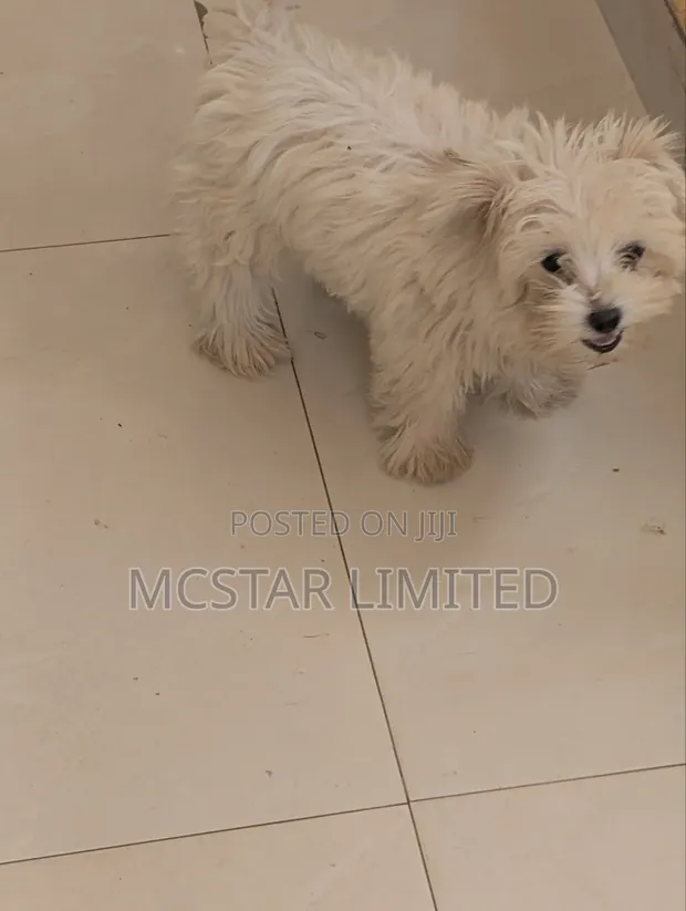 Female Mixed Breed Maltese Puppy, 1-3 Months Old - 1