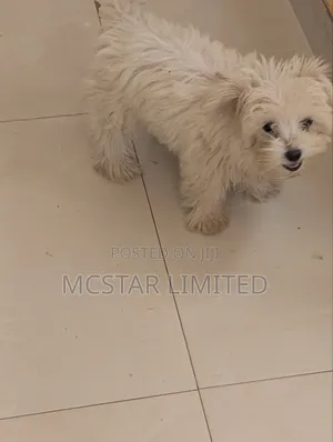 Female Mixed Breed Maltese Puppy, 1-3 Months Old