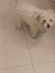 Female Mixed Breed Maltese Puppy, 1-3 Months Old - 1