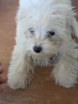 Female Mixed Breed Maltese Puppy, 1-3 Months Old - 2