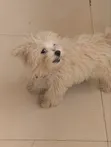 Female Mixed Breed Maltese Puppy, 1-3 Months Old - 3