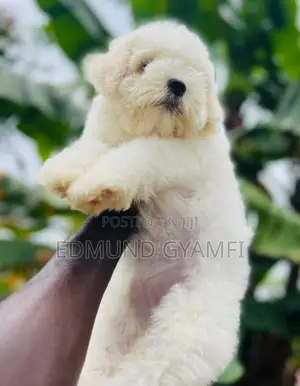 Purebred Female Maltese Puppy - 1-3 Months Old