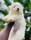 Purebred Female Maltese Puppy - 1-3 Months Old - 1