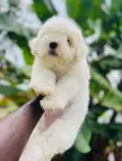 Purebred Female Maltese Puppy - 1-3 Months Old - 2