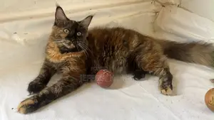 Female Purebred Maine Coon, 6-12 Months