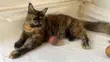 Female Purebred Maine Coon, 6-12 Months - 1