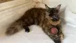 Female Purebred Maine Coon, 6-12 Months - 2