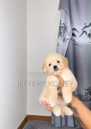 Purebred Female Poodle Puppy (1-3 Months)