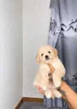 Purebred Female Poodle Puppy (1-3 Months) - 1