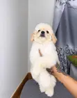 Purebred Female Poodle Puppy (1-3 Months) - 2