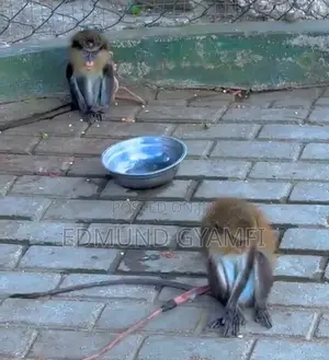 Mona Monkeys for Sale