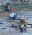 Mona Monkeys for Sale - 1