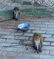Mona Monkeys for Sale - 2