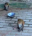Mona Monkeys for Sale - 3