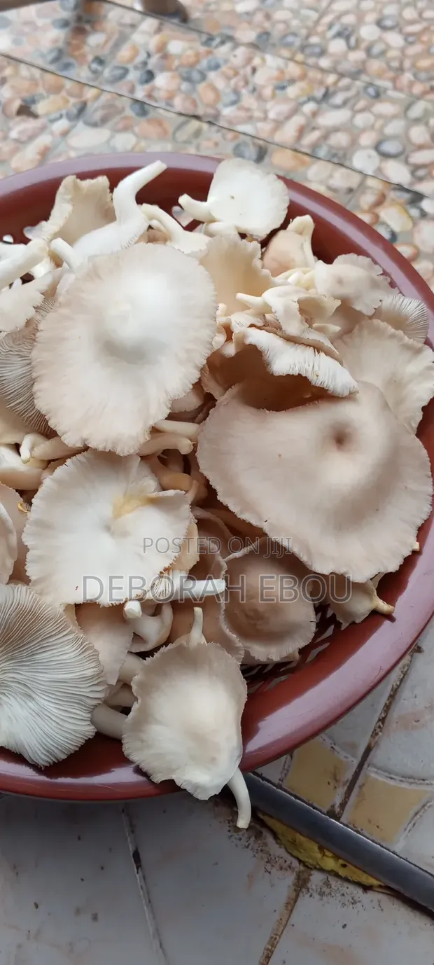 Fresh Oyster Mushrooms - 1