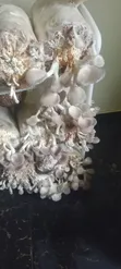 Fresh Oyster Mushrooms - 2