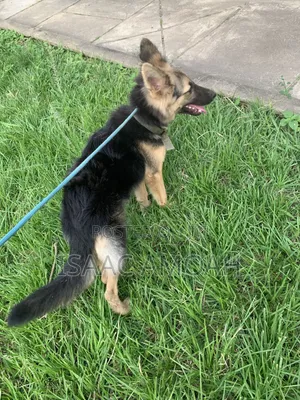 Purebred German Shepherd - 6-12 Months Female