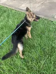 Purebred German Shepherd - 6-12 Months Female - 1