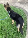 Purebred German Shepherd - 6-12 Months Female - 2