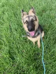 Purebred German Shepherd - 6-12 Months Female - 3
