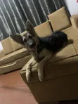 Purebred German Shepherd - 6-12 Months Female - 4
