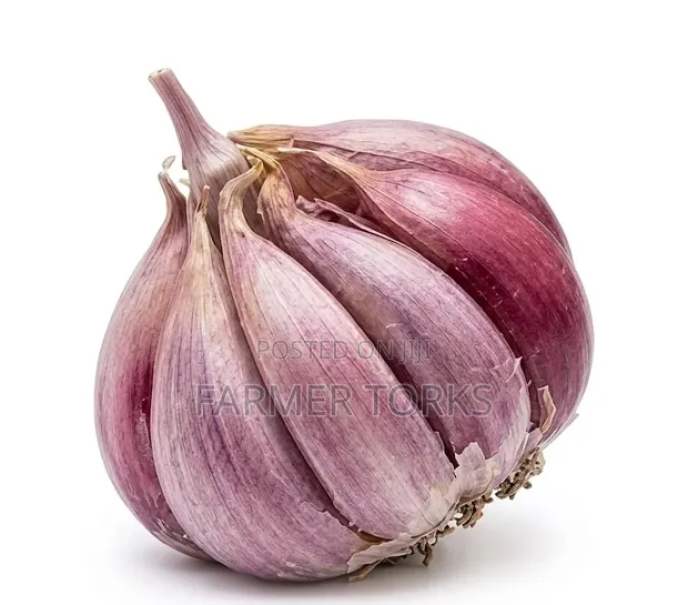 Fresh Garlic Bulb - 1
