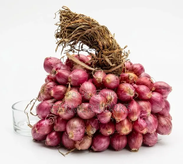 Shallot Onions - 1